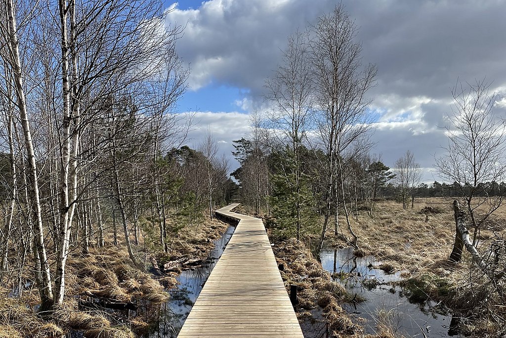 Ein Holzweg führt durch eine Sumpflandschaft
