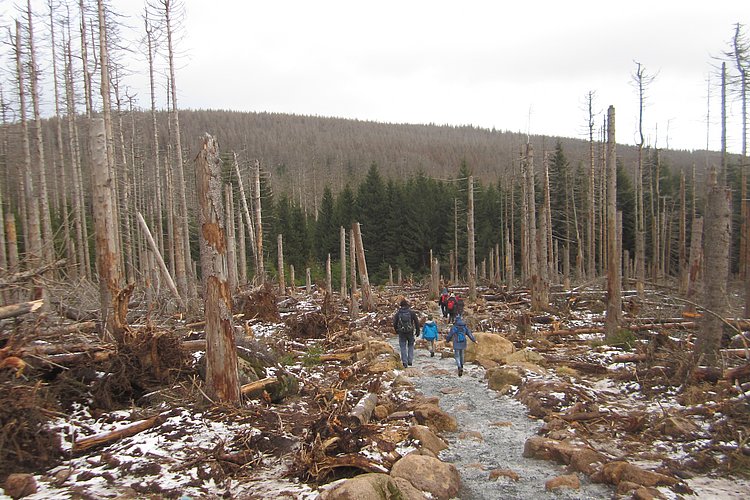 Menschen laufen durch einen vom Borkenkäfer zerstörten Wald