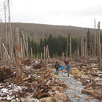 Menschen laufen durch einen vom Borkenkäfer zerstörten Wald