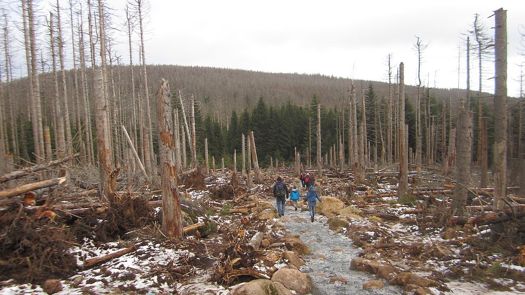 Menschen laufen durch einen vom Borkenkäfer zerstörten Wald