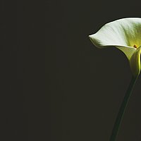 Foto einer Calla