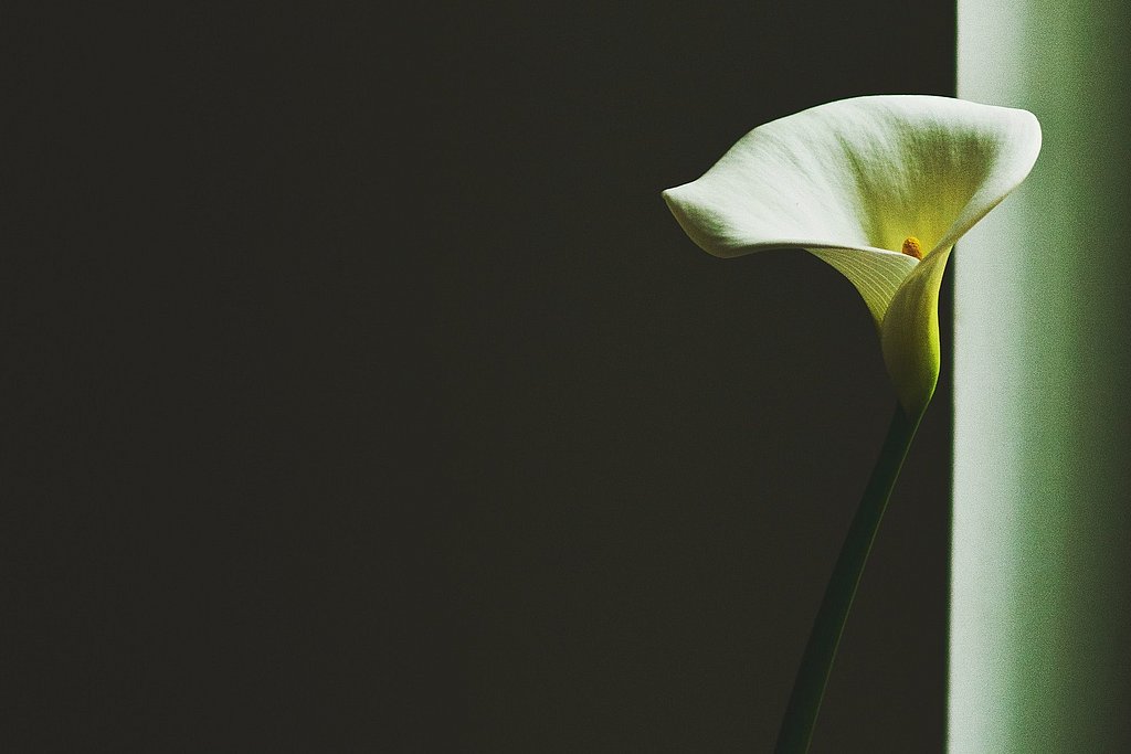 Foto einer Calla