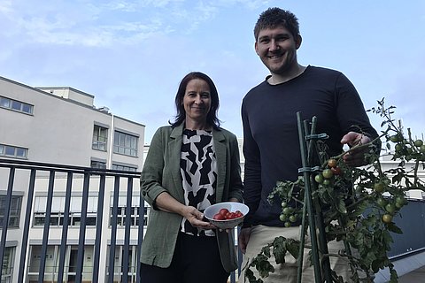 Zwei Mitarbeitende zeigen geerntete Tomaten.