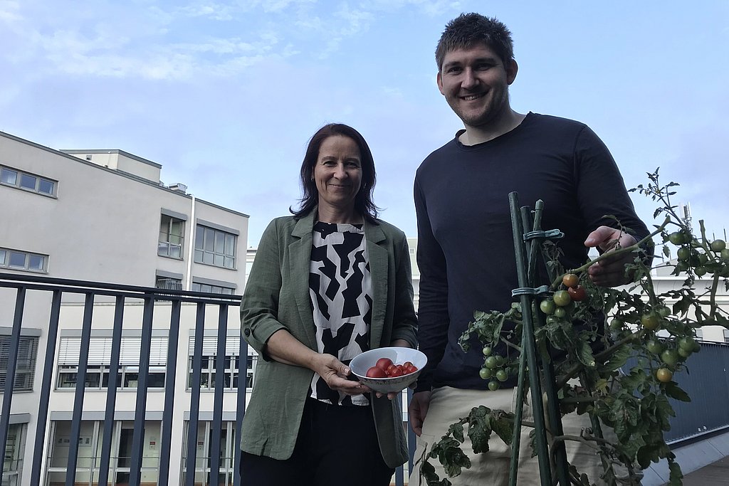 Two employees show harvested tomatoes.