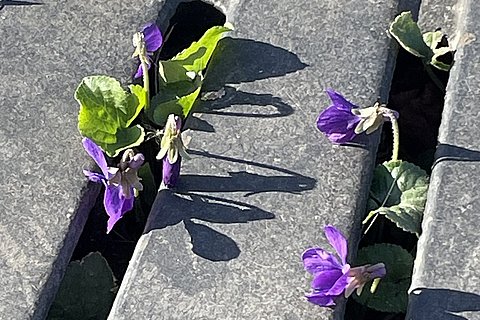 Das Foto zeigt Pflanzen, die ihren Weg durch Beton finden.