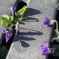 Das Foto zeigt Pflanzen, die ihren Weg durch Beton finden.